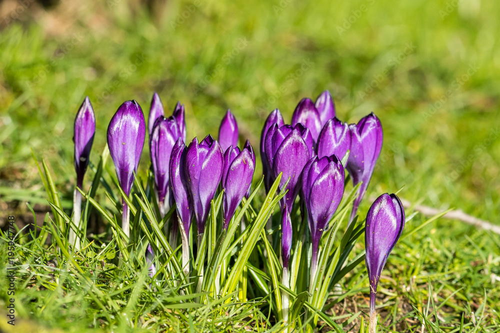 a bunch of purple crocus flowers on the grassy ground under the sun
