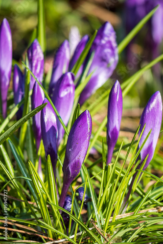 bunch of purple crocus flower buds on the grass under the sun