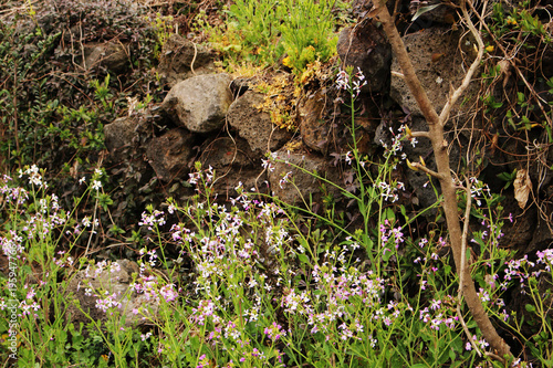 Beautiful Scenery of Jeju Island   Scenery Picture of Jeju Island  Korea