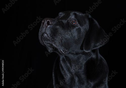 Beautiful young male dog labrador breed on black background © Julia Mashkova