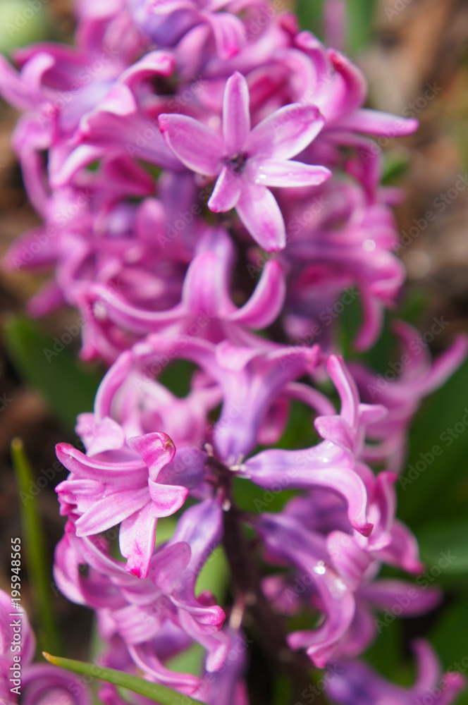 Hyacinthus orientalis purple flowers close up Hyacinthus orientalis purple flowers close up