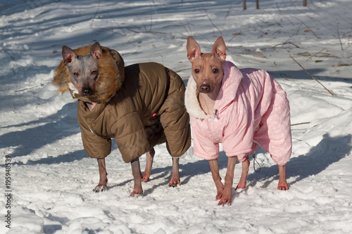 Two cute american hairless terrier in beautiful overall are standing on a white snow. Pet animals.