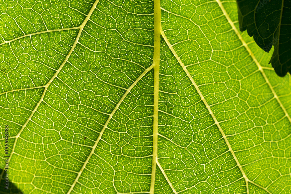 Mulberry leaves are detailed. Use as a design background. Mulberry leaves are detailed. Use as a design background.