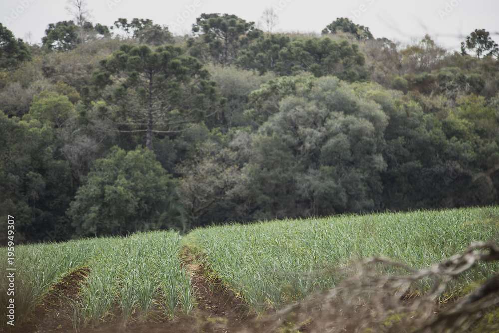 Obraz premium Garlic plantation, 'Freio Rogério' city / Brazil