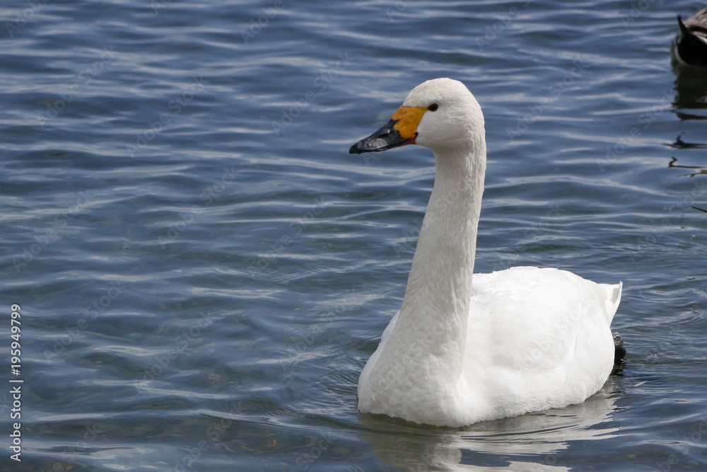 湖の白鳥 湖の白鳥