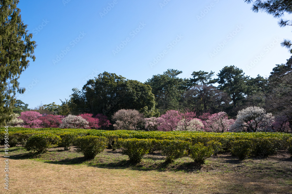 梅林　栗林公園(香川県)南梅林