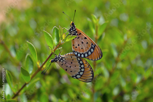 Monarch butterflies Mating pair photo