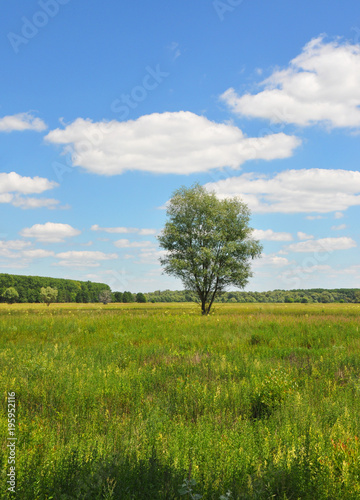 Beautiful wild meadow field with lonely tree in summer.