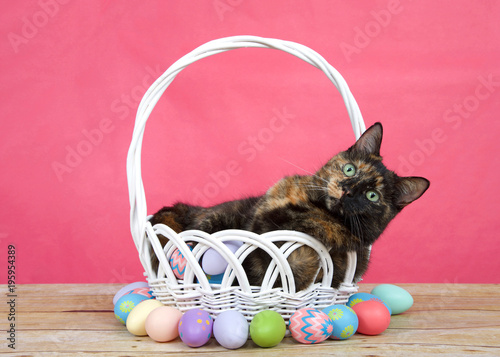Photography tortoiseshell tortie tabby cat laying in a white basket with easter eggs laying around on a wood table