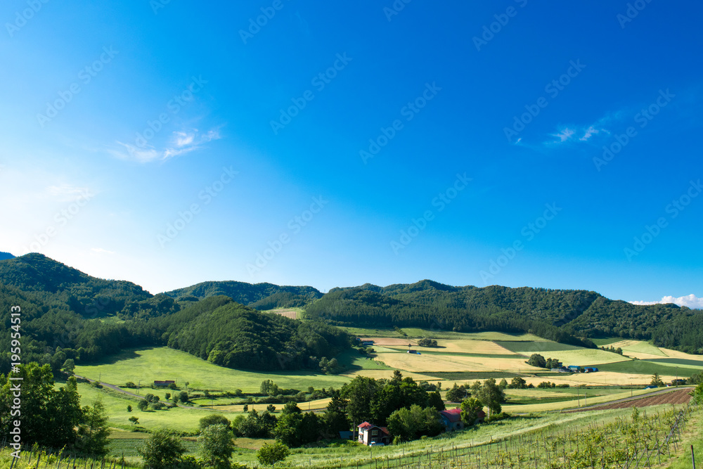 ホップ畑　丘の風景　富良野