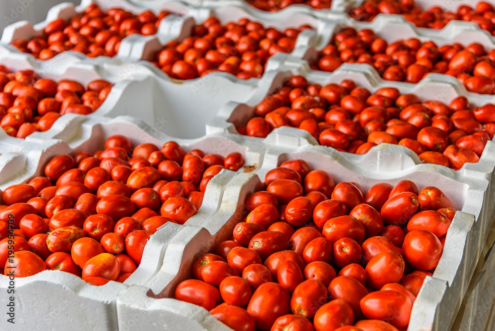 Φωτογραφία Tomatoes for sale at Queen Victoria Market in Melbourne, Australia