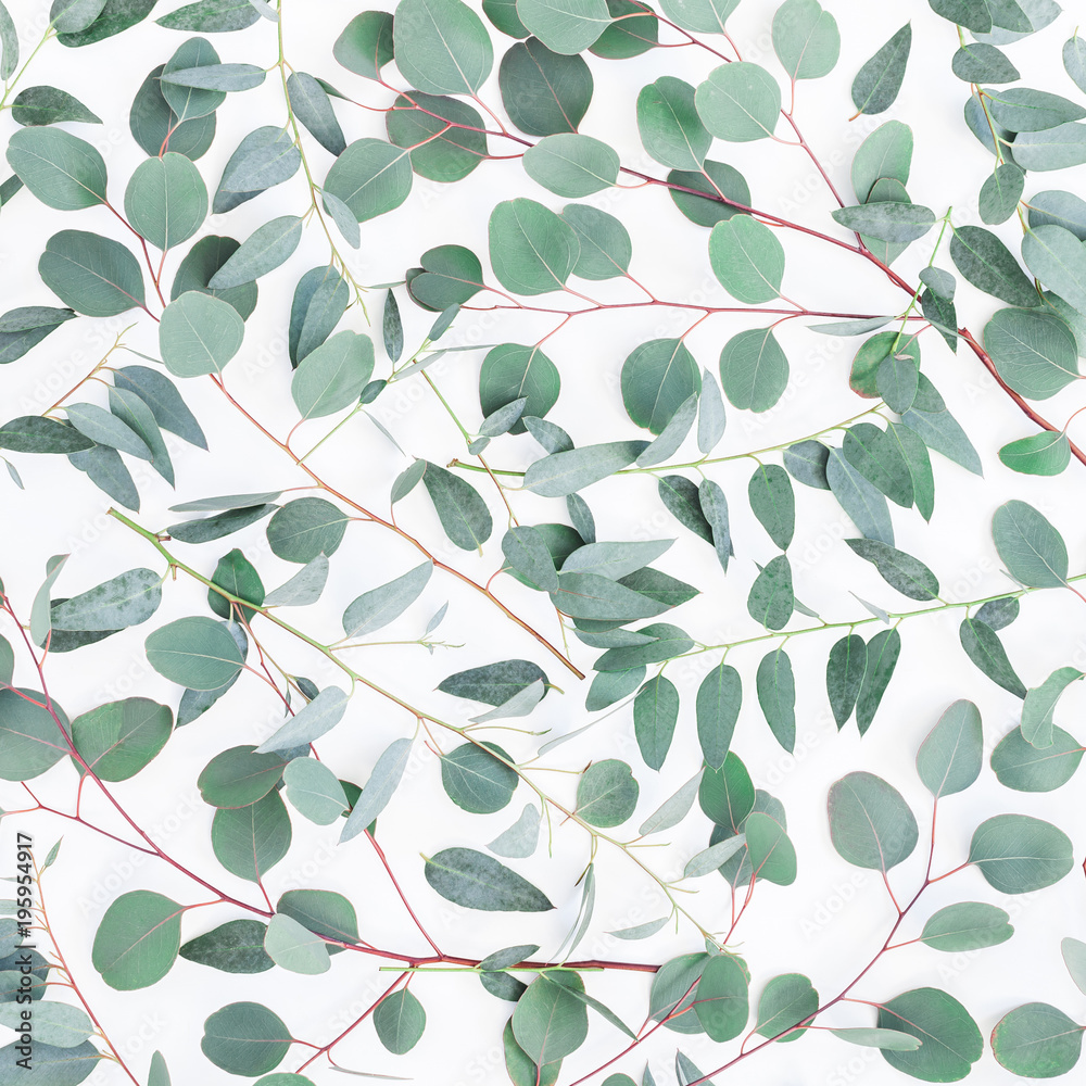 Eucalyptus leaves on white background. Pattern made of eucalyptus branches. Flat lay, top view, square Eucalyptus leaves on white background. Pattern made of eucalyptus branches. Flat lay, top view, square