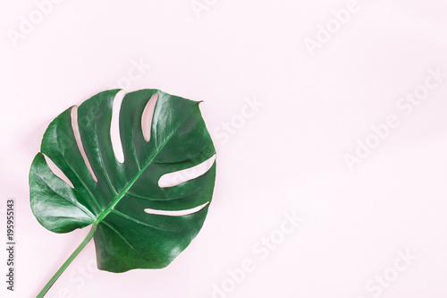 Monstera leaf. Green tropical leaf on pink background. Flat lay, top view, copy space