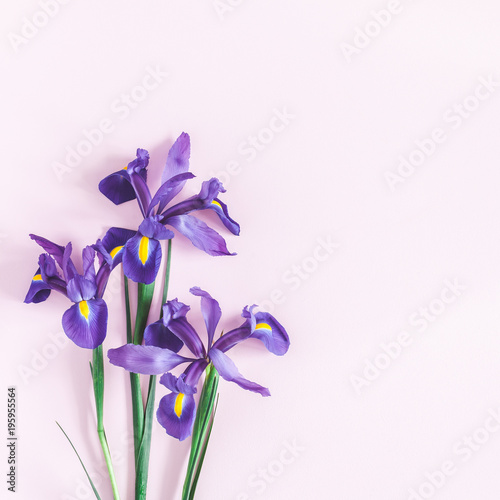 Flowers composition. Spring iris flowers on pink background. Flat lay, top view, square, copy space
