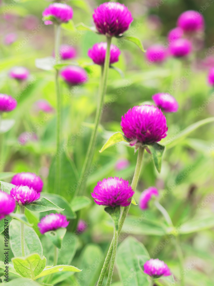 Purple Globe Amaranth flower with blurred background Purple Globe Amaranth flower with blurred background