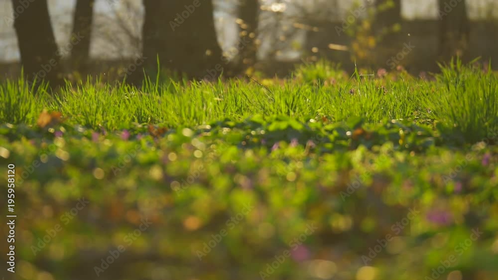 Green grass and flies flying above Green grass and flies flying above