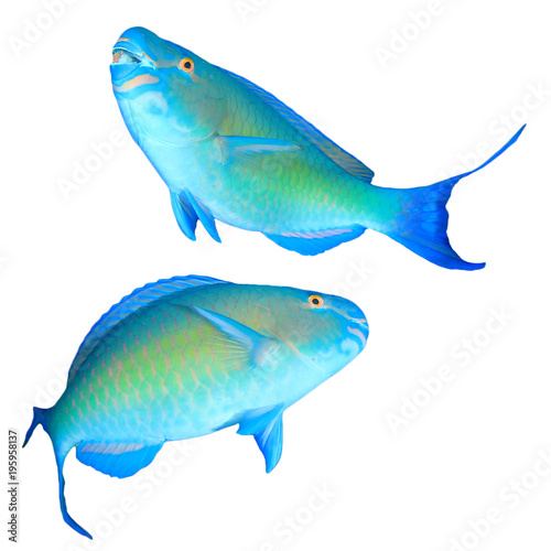 Parrotfish fish isolated on white background