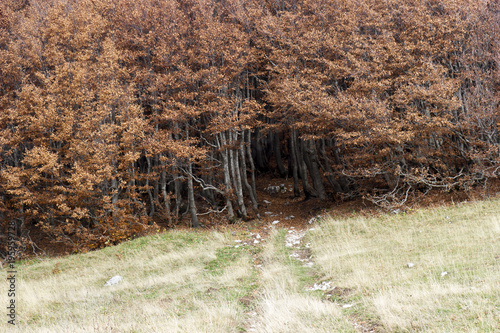 vibrant coolorful trees autumn in matese park photo