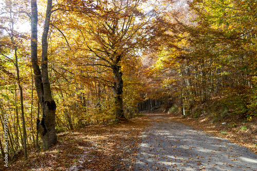 vibrant coolorful trees autumn in matese park