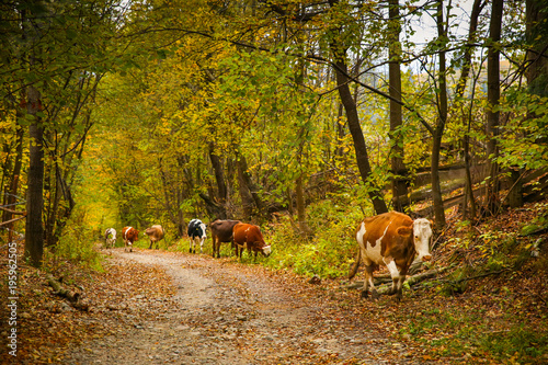 Cows on a rural road with a beautiful autumn landscape background in Prisaca Dornei village, Suceava County, Bucovina, Romania photo