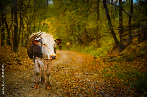 Portrait of a cow on a rural road with a beautiful autumn landscape background in Prisaca Dornei village, Suceava County, Bucovina, Romania