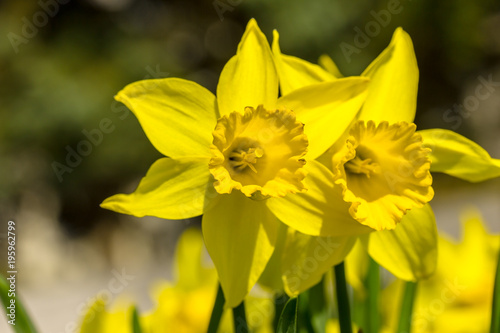 Fototapeta Naklejka Na Ścianę i Meble -  schönegelbe Narzissen (Osterglocken) im Frühling auf einer Wiese