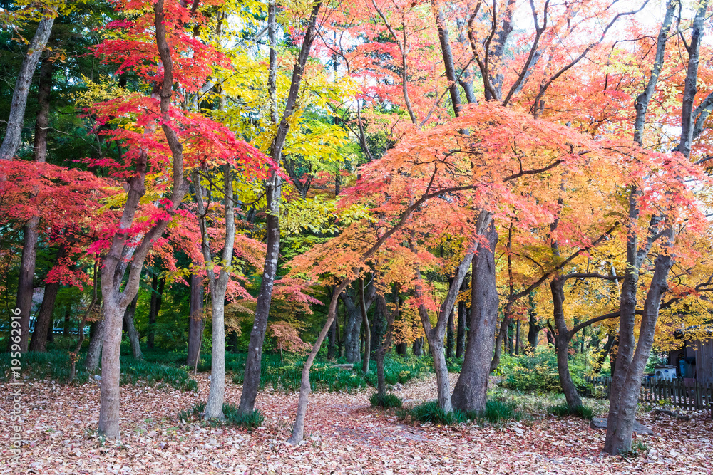 Naklejka premium 산사로 가는 단풍 숲길