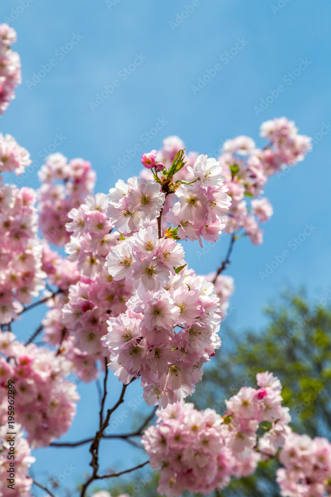 Viele schöne Blüten von der japanische Kirschblüte bei schönem sonnigen Wetter Viele schöne Blüten von der japanische Kirschblüte bei schönem sonnigen Wetter