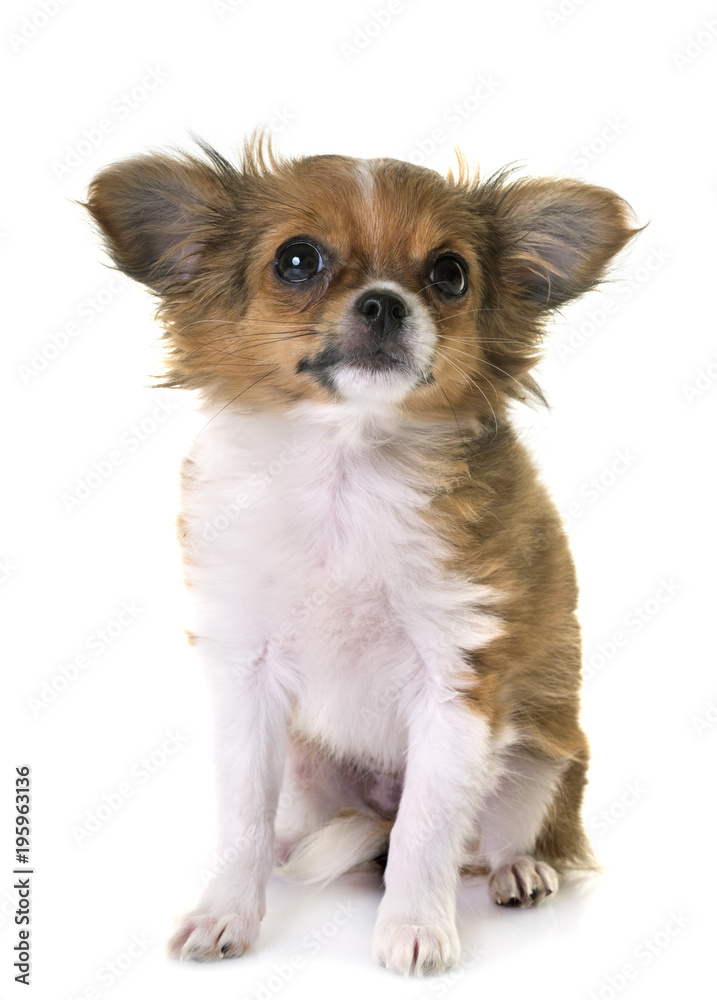 puppy chihuahua in studio puppy chihuahua in studio