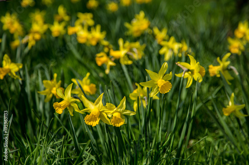Fototapeta Naklejka Na Ścianę i Meble -  schönegelbe Narzissen (Osterglocken) im Frühling auf einer Wiese