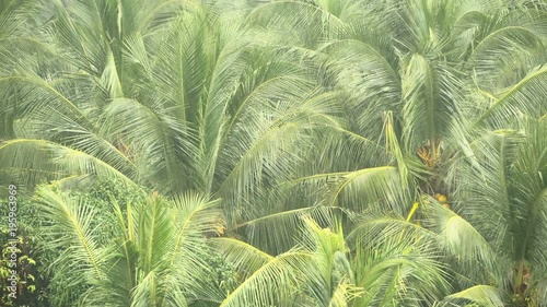 Green branches of coconut palm trees swaing in the wind in the tropical rain. Exotic Plants in stormy weather during the rainy season in southeast Asia. Cyclone covered the tourist areas of Thailand. photo