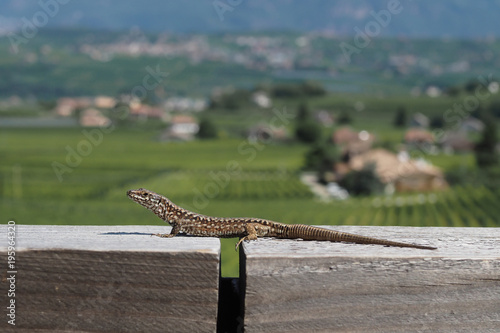 Mauereidechse (Podarcis muralis) photo