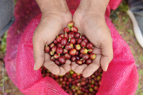  Close up of red berries coffee beans on agriculturist hand