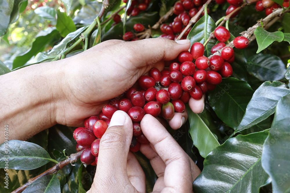 Coffee beans ripening on a tree. Coffee beans ripening on a tree.