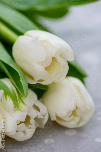 Close-up beautiful white tulips