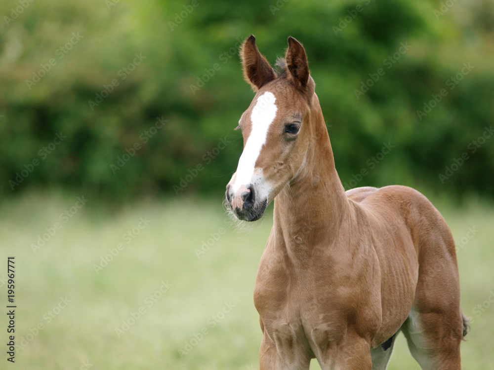 Pretty Bay Foal