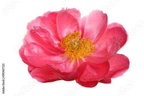 Peony pink color isolated on white background.