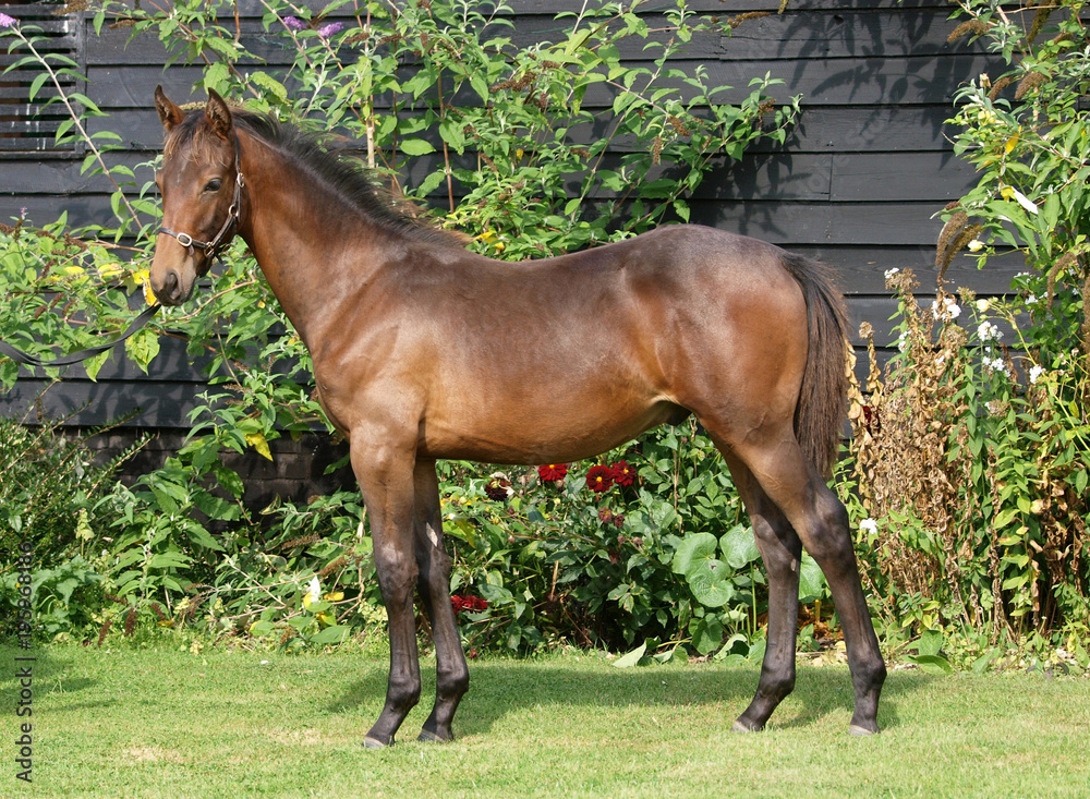 Fototapeta premium Standing Bay Foal