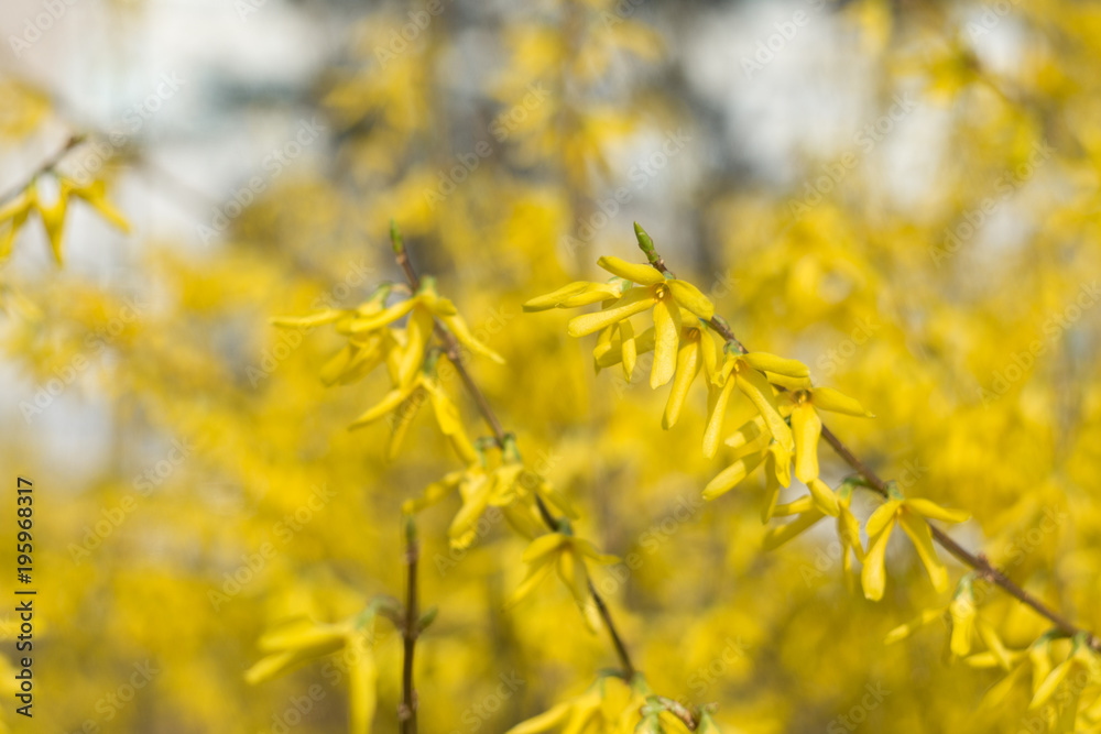 Beautiful flowers of Spring