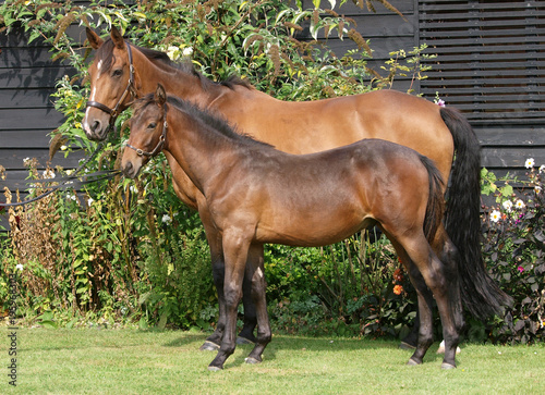 Mare and Foal