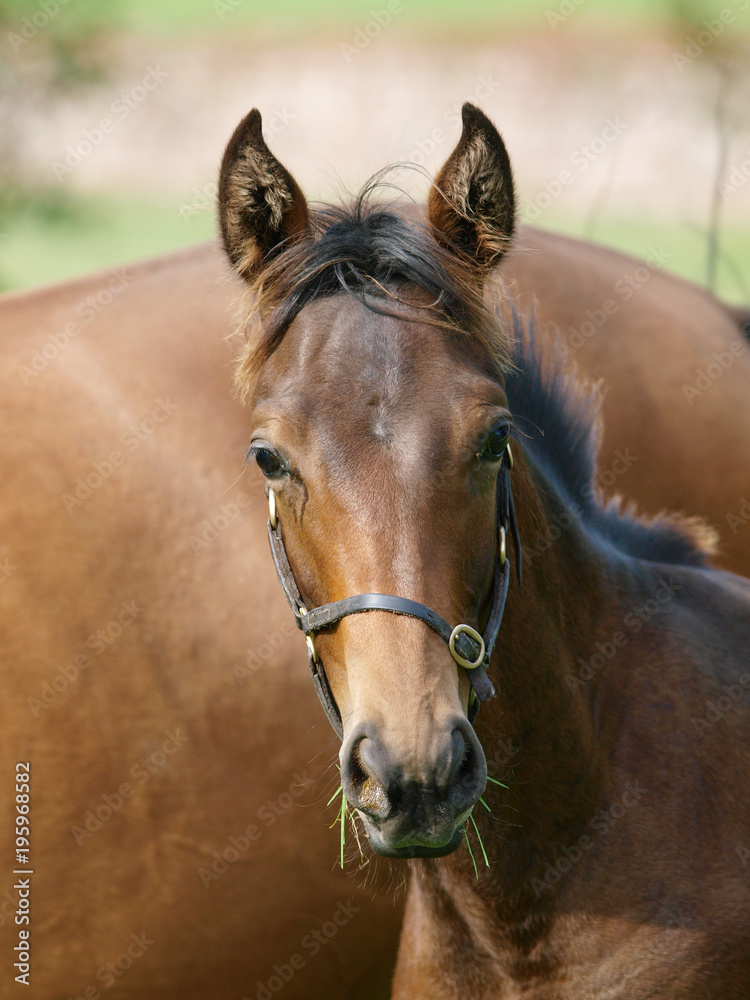 Foal Headshot