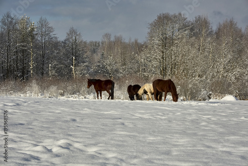 Horses on a winter pasture