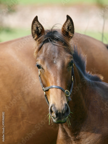 Foal Headshot © Nigel Baker