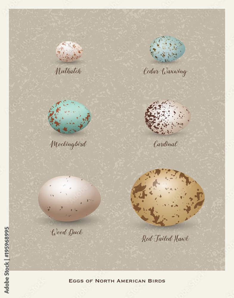 Fototapeta Plakat przyrody z ilustrowaną różnorodnością jaj ptasich. Charakterystyczne oznaczenia, kolory i rozmiary. Ilustracja wektorowa.