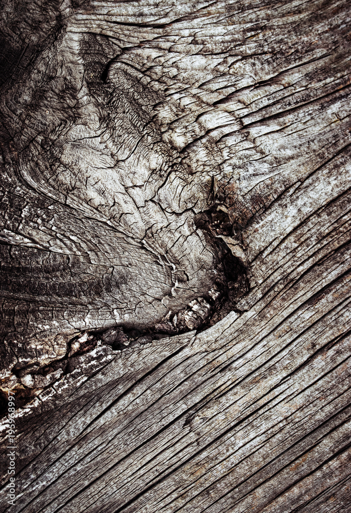 abstract detail of old dry wood abstract detail of old dry wood