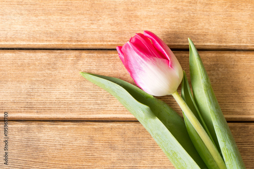 Fototapeta Naklejka Na Ścianę i Meble -  Lovely Tulip on a wooden table . Spring mood