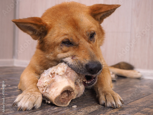 Big dog gnaws the bone. Portrait of a happy dog © kozorog