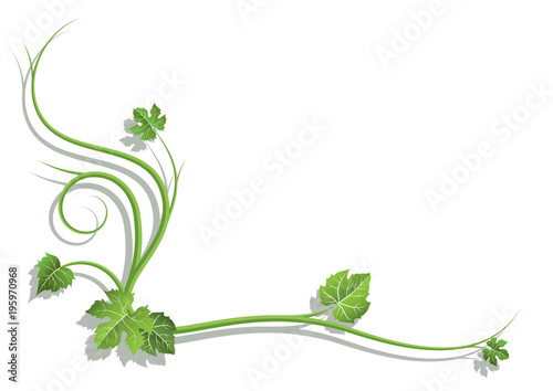 vine_branch_with_leaves_6