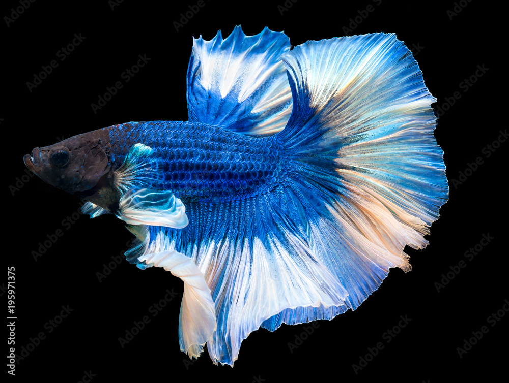 Beautiful betta splendens Halfmoon blue fish flakes skin with
