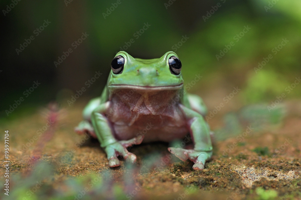 Frog Frog